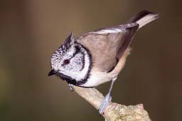 crested tit